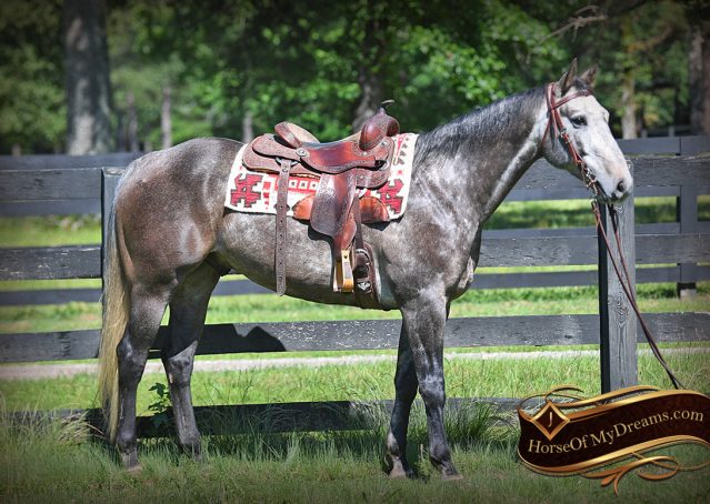 003-Cactus-AQHA-Gray-Gelding-Ranch-Horse-For-Sale