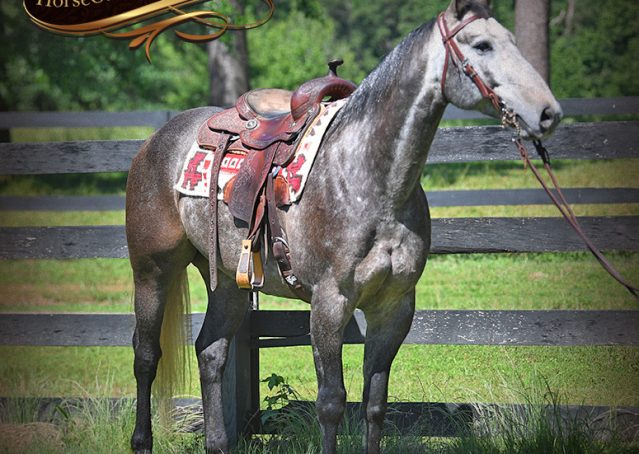 004-Cactus-AQHA-Gray-Gelding-Ranch-Horse-For-Sale