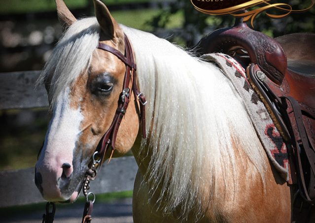 004-Patron-Palomino-AQHA-Reiner-Ranch-Gelding-For-Sale