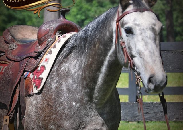 005-Cactus-AQHA-Gray-Gelding-Ranch-Horse-For-Sale