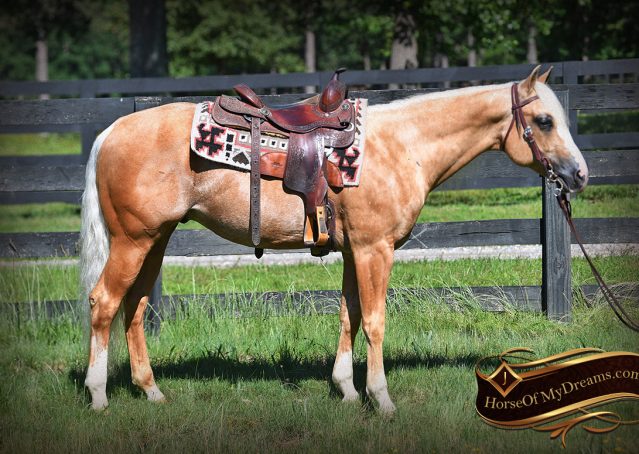 005-Patron-Palomino-AQHA-Reiner-Ranch-Gelding-For-Sale