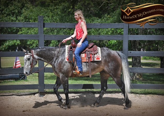 007-Cactus-AQHA-Gray-Gelding-Ranch-Horse-For-Sale