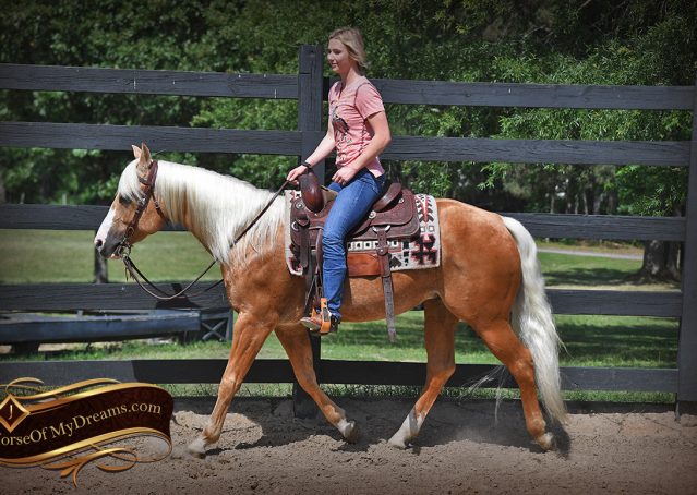 007-Patron-Palomino-AQHA-Reiner-Ranch-Gelding-For-Sale