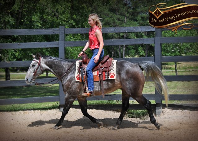 008-Cactus-AQHA-Gray-Gelding-Ranch-Horse-For-Sale