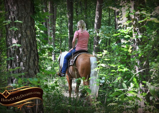 009-Patron-Palomino-AQHA-Reiner-Ranch-Gelding-For-Sale