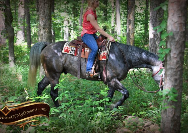 010-Cactus-AQHA-Gray-Gelding-Ranch-Horse-For-Sale