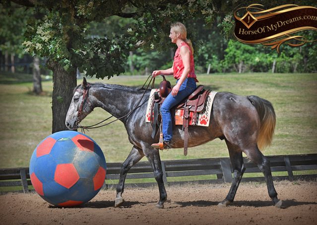 011-Cactus-AQHA-Gray-Gelding-Ranch-Horse-For-Sale