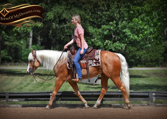 011-Patron-Palomino-AQHA-Reiner-Ranch-Gelding-For-Sale