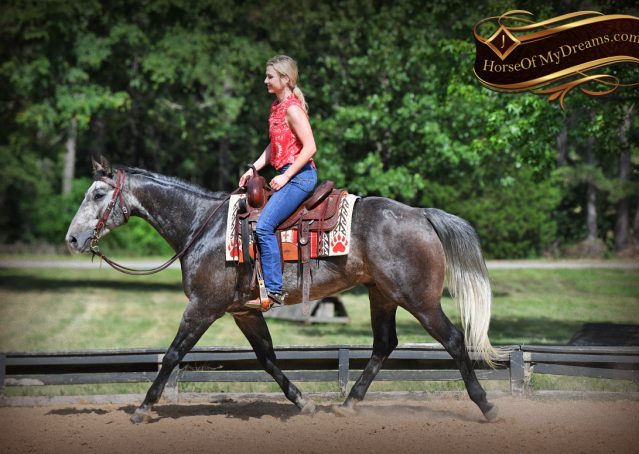 012-Cactus-AQHA-Gray-Gelding-Ranch-Horse-For-Sale