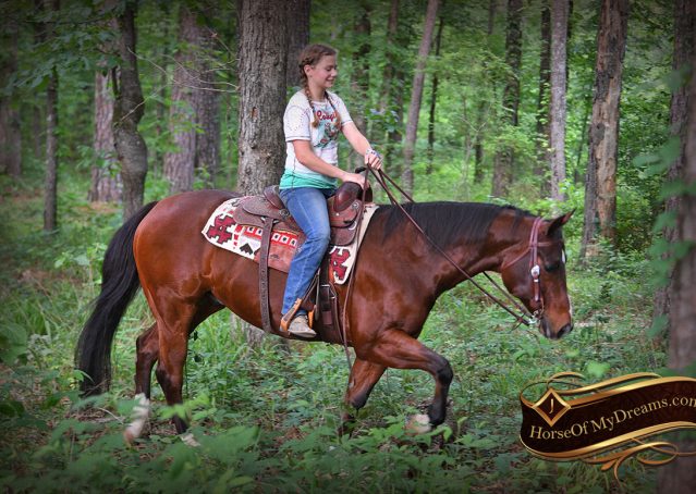 014-Cash-AQHA-Bay-Ranch-Horse-Gelding-For-Sale-Family-Safe