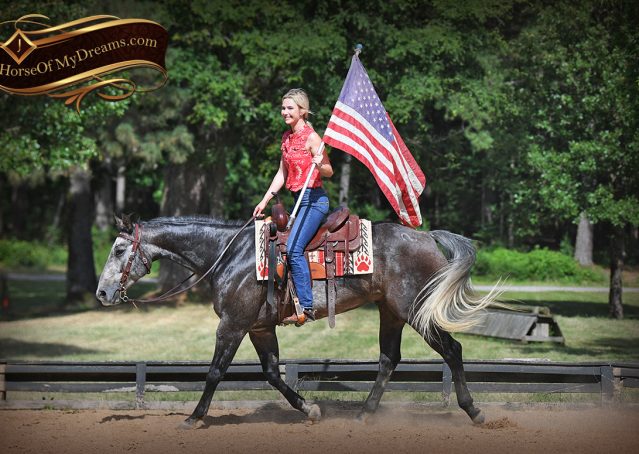 015-Cactus-AQHA-Gray-Gelding-Ranch-Horse-For-Sale