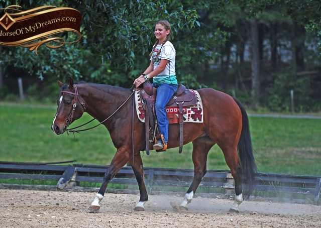 015-Cash-AQHA-Bay-Ranch-Horse-Gelding-For-Sale-Family-Safe