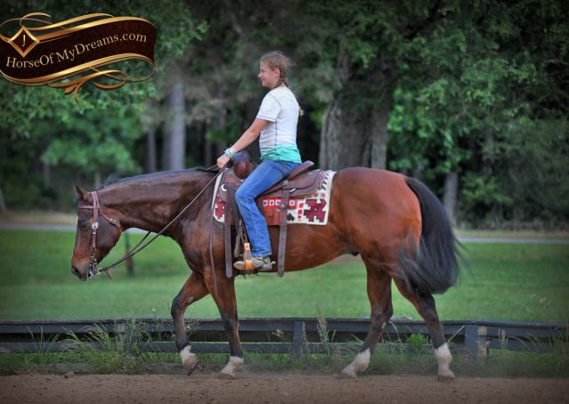 016-Cash-AQHA-Bay-Ranch-Horse-Gelding-For-Sale-Family-Safe