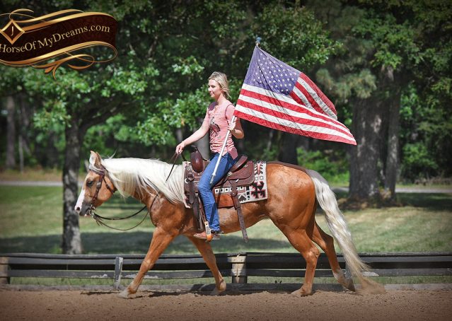 016-Patron-Palomino-AQHA-Reiner-Ranch-Gelding-For-Sale