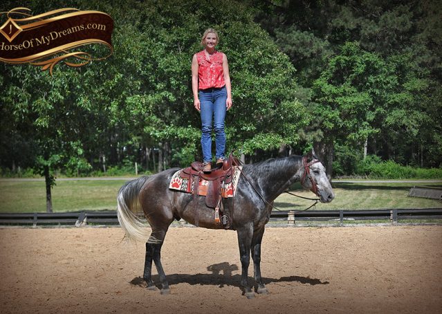 017-Cactus-AQHA-Gray-Gelding-Ranch-Horse-For-Sale
