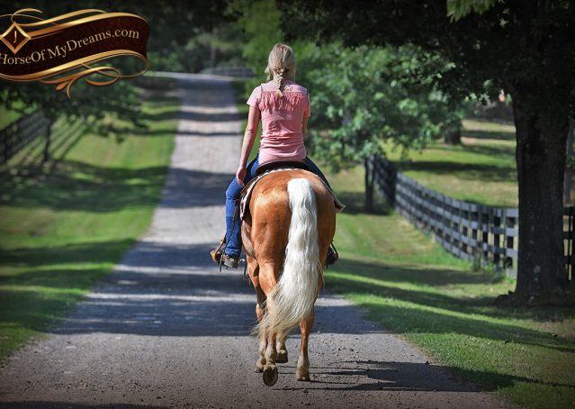 017-Patron-Palomino-AQHA-Reiner-Ranch-Gelding-For-Sale