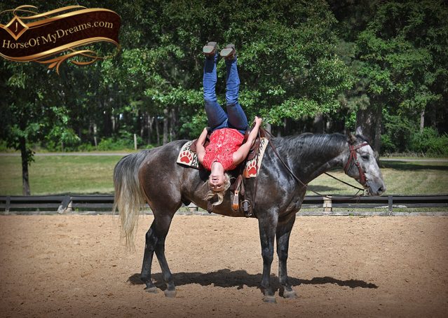 018-Cactus-AQHA-Gray-Gelding-Ranch-Horse-For-Sale