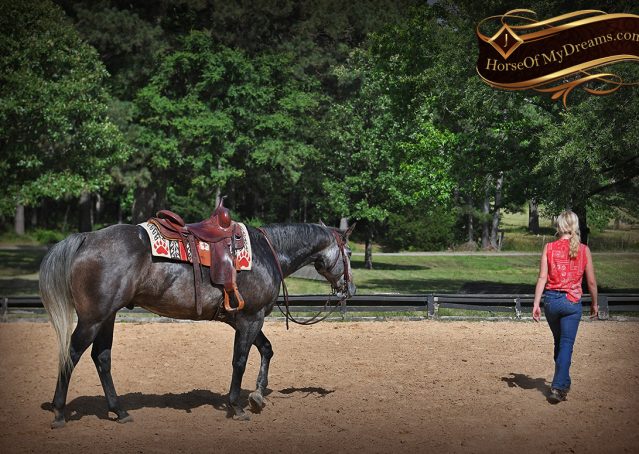 019-Cactus-AQHA-Gray-Gelding-Ranch-Horse-For-Sale