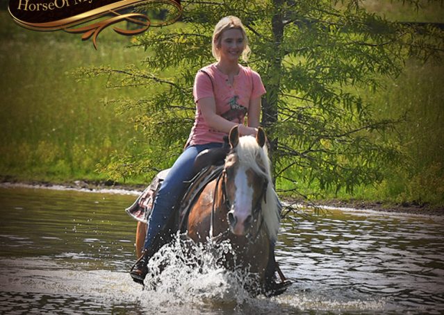 020-Patron-Palomino-AQHA-Reiner-Ranch-Gelding-For-Sale