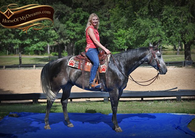 021-Cactus-AQHA-Gray-Gelding-Ranch-Horse-For-Sale