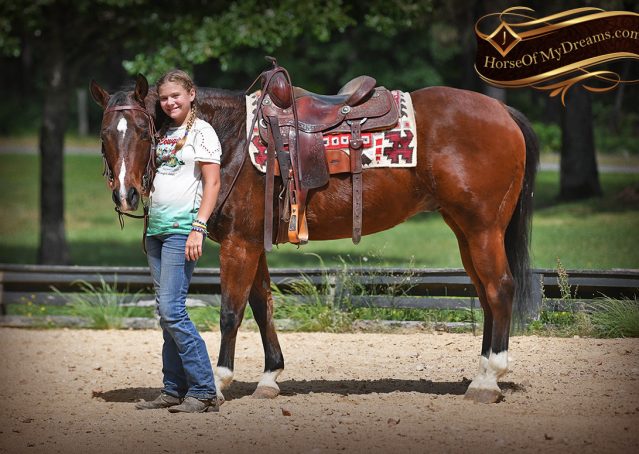 021-Cash-AQHA-Bay-Ranch-Horse-Gelding-For-Sale-Family-Safe