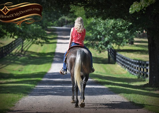 022-Cactus-AQHA-Gray-Gelding-Ranch-Horse-For-Sale