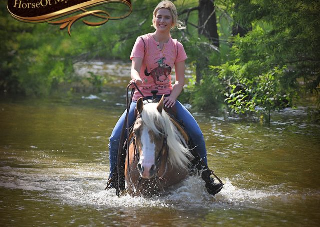022-Patron-Palomino-AQHA-Reiner-Ranch-Gelding-For-Sale
