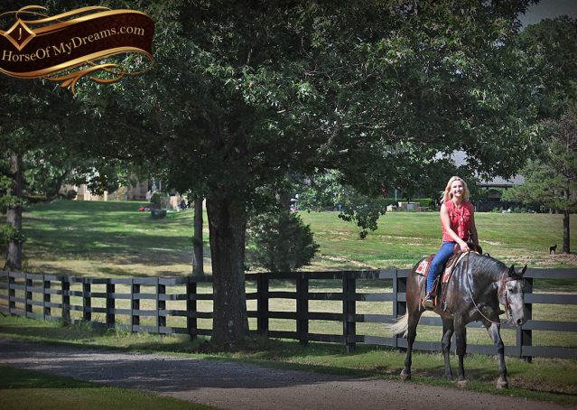 023-Cactus-AQHA-Gray-Gelding-Ranch-Horse-For-Sale