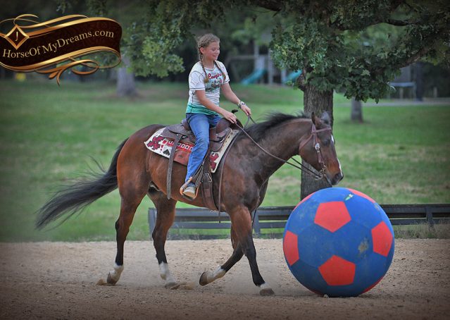 023-Cash-AQHA-Bay-Ranch-Horse-Gelding-For-Sale-Family-Safe