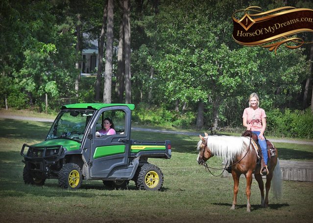 023-Patron-Palomino-AQHA-Reiner-Ranch-Gelding-For-Sale