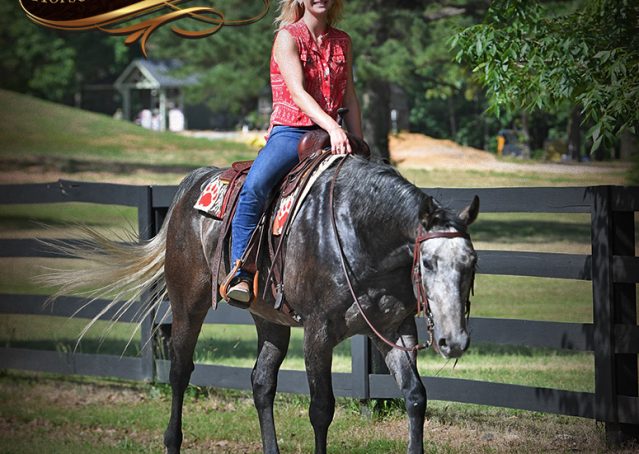 024-Cactus-AQHA-Gray-Gelding-Ranch-Horse-For-Sale