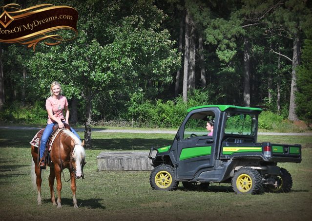 024-Patron-Palomino-AQHA-Reiner-Ranch-Gelding-For-Sale