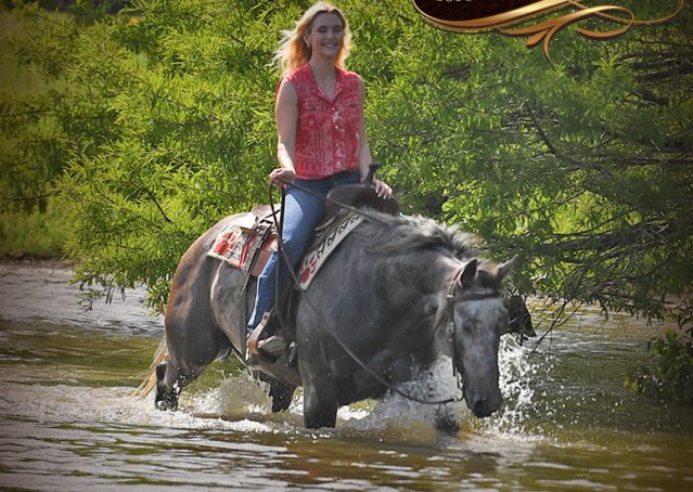 025-Cactus-AQHA-Gray-Gelding-Ranch-Horse-For-Sale