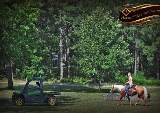 025-Patron-Palomino-AQHA-Reiner-Ranch-Gelding-For-Sale