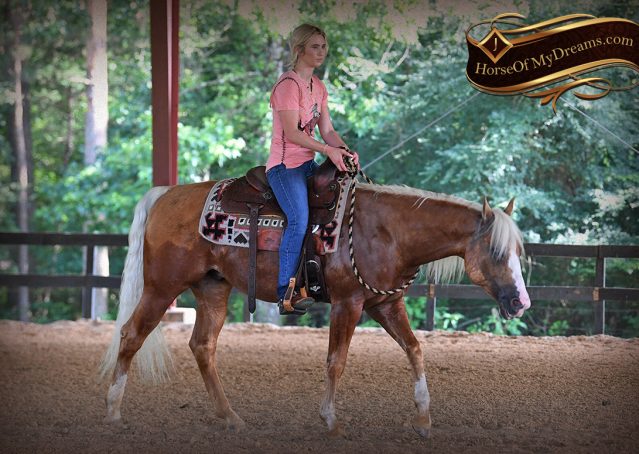 026-Patron-Palomino-AQHA-Reiner-Ranch-Gelding-For-Sale