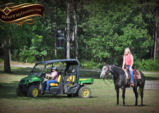 027-Cactus-AQHA-Gray-Gelding-Ranch-Horse-For-Sale