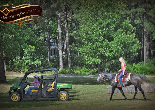 028-Cactus-AQHA-Gray-Gelding-Ranch-Horse-For-Sale