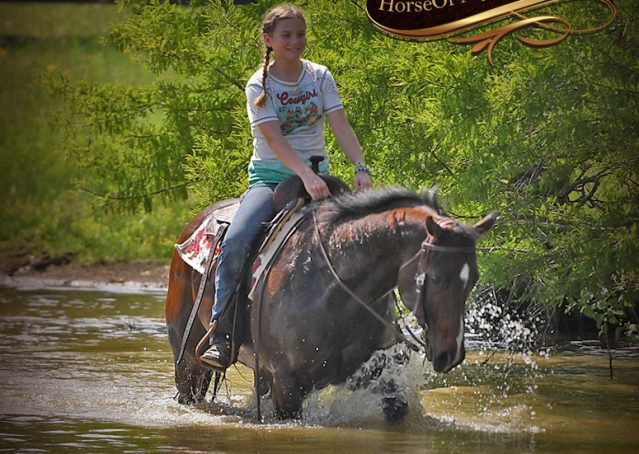 031-Cash-AQHA-Bay-Ranch-Horse-Gelding-For-Sale-Family-Safe