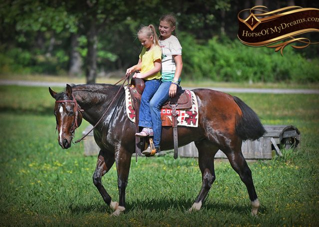 036-Cash-AQHA-Bay-Ranch-Horse-Gelding-For-Sale-Family-Safe