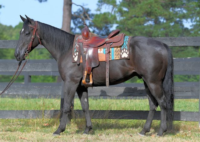 001-Cadillac-Black-AQHA-Gelding-For-Sale