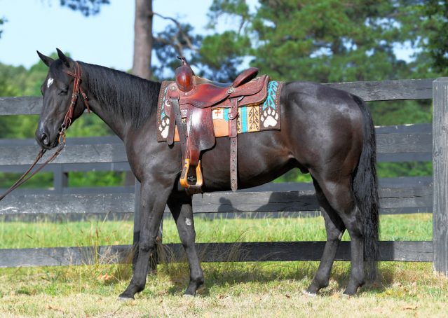 002-Cadillac-Black-AQHA-Gelding-For-Sale