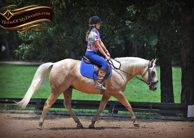 002-Jack-AQHA-Palomino-Quarter-Horse-Gelding-For-Sale