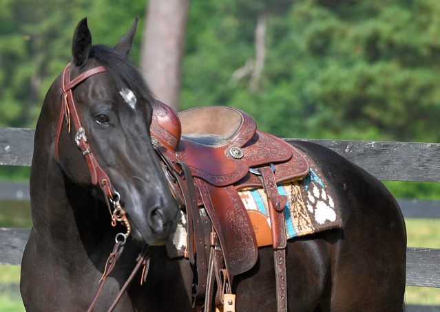 003-Cadillac-Black-AQHA-Gelding-For-Sale