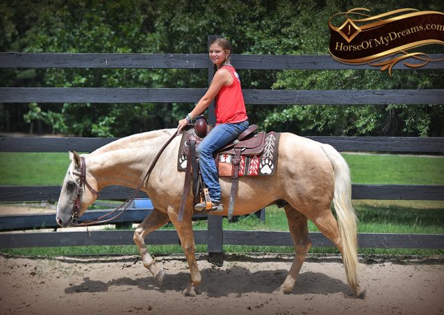 004-Jack-AQHA-Palomino-Quarter-Horse-Gelding-For-Sale