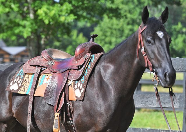 005-Cadillac-Black-AQHA-Gelding-For-Sale
