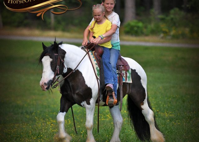 005-Dandy-Black-Tobiano-Gypsy-Vanner-Gelding-Family-Kids-Beginner-Horse-For-Sale