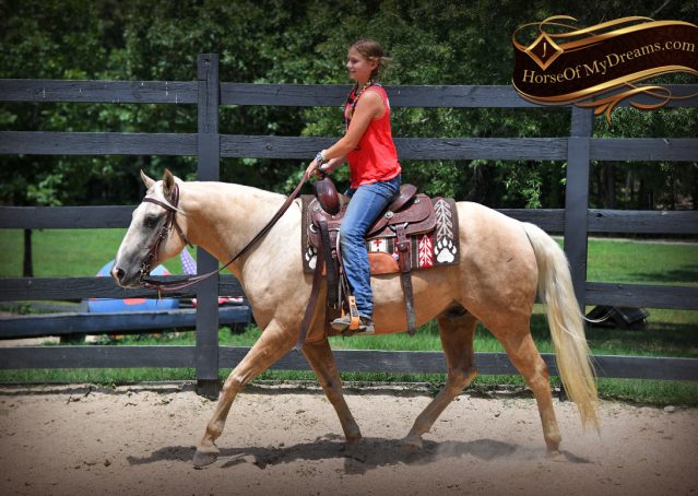 005-Jack-AQHA-Palomino-Quarter-Horse-Gelding-For-Sale