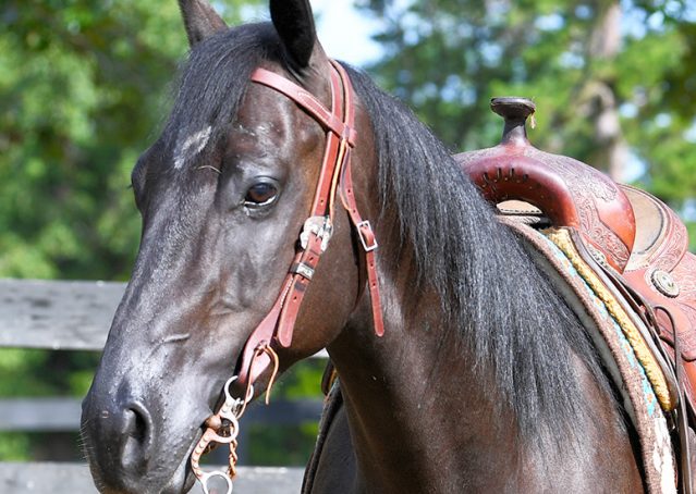 006-Cadillac-Black-AQHA-Gelding-For-Sale