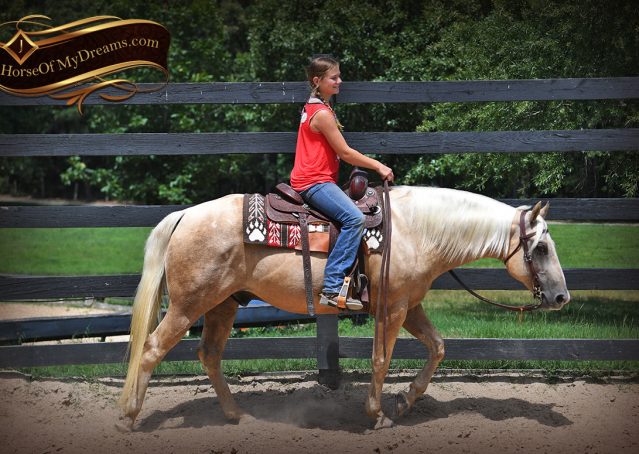 006-Jack-AQHA-Palomino-Quarter-Horse-Gelding-For-Sale