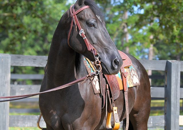 007-Cadillac-Black-AQHA-Gelding-For-Sale